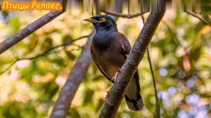 Птицы.Релакс .