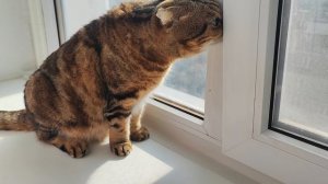 Кошки на окошке