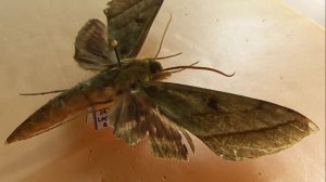 БРАЖНИКИ: 640. Xylophanes mirabilis