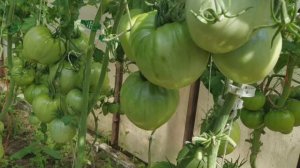 Вот они, лидеры!  Чем удивили самые урожайные сорта этого сезона