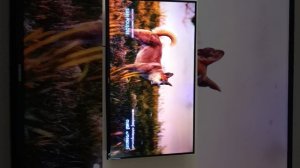 Акита ину и его друзья ещё одна Акита ину и немецкая овчарка