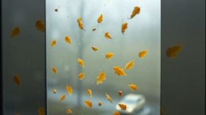 некрофилия