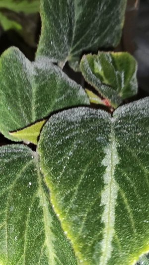 обзор 3 ей полочки с бегониями первого стеллажа