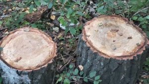 Лесхоз уничтожает деревья, лес в Академгородке Новосибирска, дошли до муравьиного леса. Беспредел 🤬