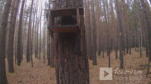 Ролик от Еретнова В.Б. Осень в нашем парке. Белочка.