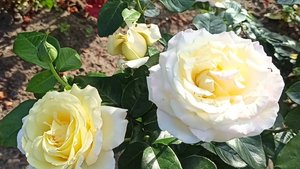 Розы в моём саду чем подкармливаю и обрабатываю 🤗🌹