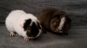морские свинки американские тедди, питомник ZLATO VLASKA