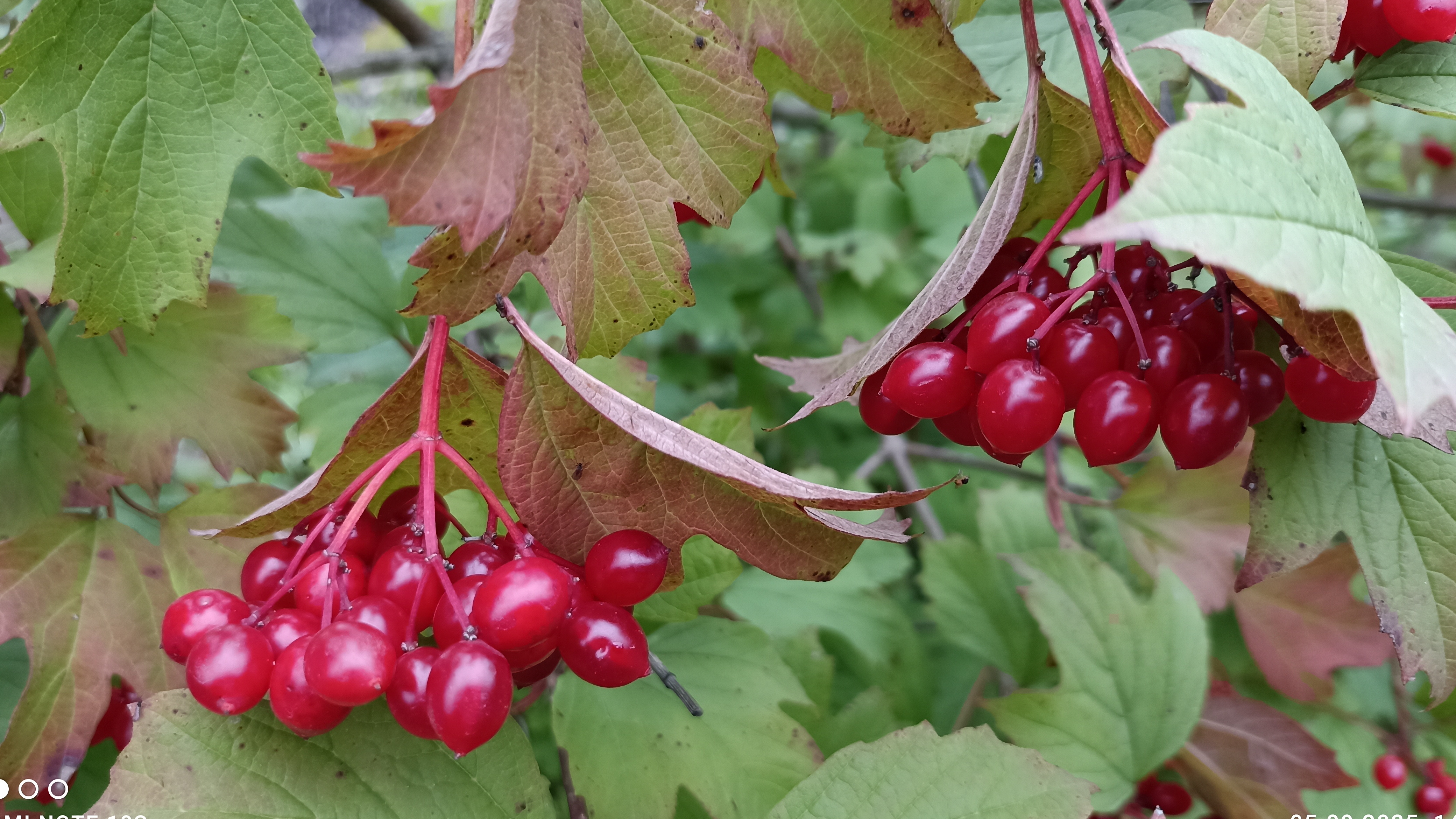 Калина красная. Душевная песня.