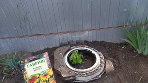 19.6.25г.  Что хочу сделать со своей Старой СТИРАЛЬНОЙ МАШИНОЙ???  Сажаю цветок РУДБЕКИЮ 👍👍👍