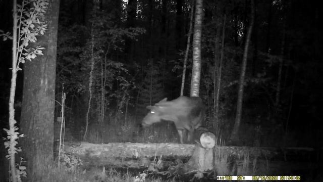 Лось лосиха и лосёнок ночью пришли на солонец. Видео съемка лосей в дикой природе. Дикий Мир.