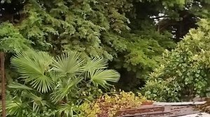 Сухумская Камбоджа(проливной дождь)