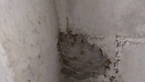 Осы снова построили улей, это капец!