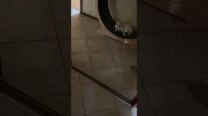 Милка осваивает беговое колесо