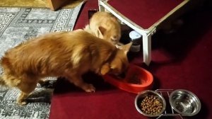 Чихуахуа Виля и котёнок Вася