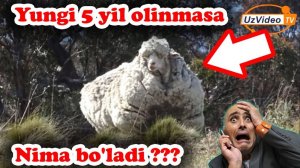 Qo’yning yungini 5 yil olmasak qanday axvolga tushadi !!!