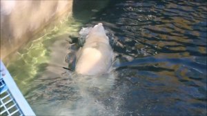 Кай заинтересовался конусом, который забросил на решётку 17.09.2025