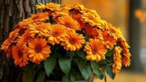 22- сентября?День Осеннего Равноденствия.Музыкальная Открытка