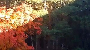 Осень достала краски! ☺☺☺☺