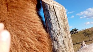 я показываю верблюда