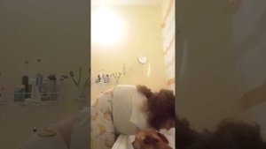 Мою собаку чек.