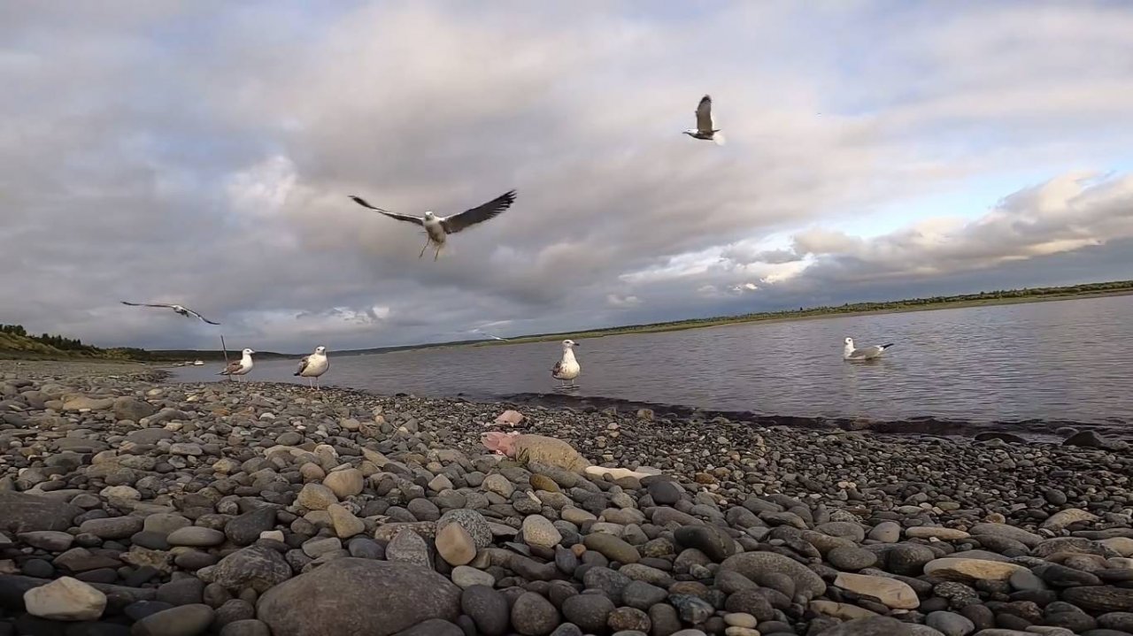 Просто Отдых у Реки. Ловля Сига на Закидушки.