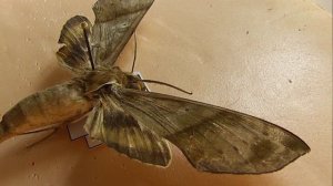 БРАЖНИКИ: 643. Xylophanes pistacina