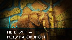 Петербург – родина слонов? История появления этих уникальных животных в городе на Неве