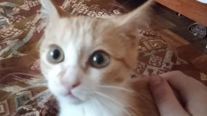 1 часть обзора на кота