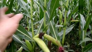 КУКУРУЗНЫЕ РЫЛЬЦА ИЛИ ВОЛОСЫ СПОСОБНЫ ВЫЛЕЧИТЬ БОЛЬ В ПОДЖЕЛУДОЧНОЙ