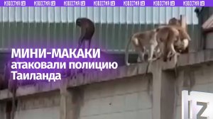 Больше сотни маленьких макак атаковали отдел полиции в Таиланде
