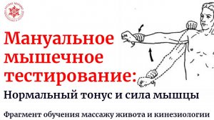 Мануальное мышечное тестирование: Нормальный тонус и сила мышцы. Фрагмент обучения
