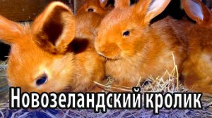 Новозеландский кролик характеристика и описание породы
