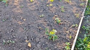 Мои 6 соток 13 сентября. Выкопали картошку (мелкая)