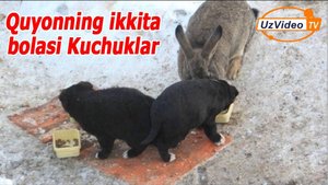 Rossiyada quyon o’ldirilgan itning uch bolasini boqayapdi - Omsk oblasti !!!