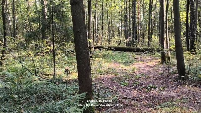 Прогулка #29 🌳🌲🌳🌲☀️ 15.09.2025 смотреть онлайн