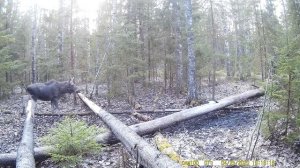 Дикий лось(сохатый) пришел на солонец для лося|Лось(bull moose) на солонце часть №7