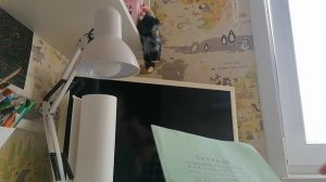 Vlog : вместе с хомячками
Знакомство хомяков
Наш день!