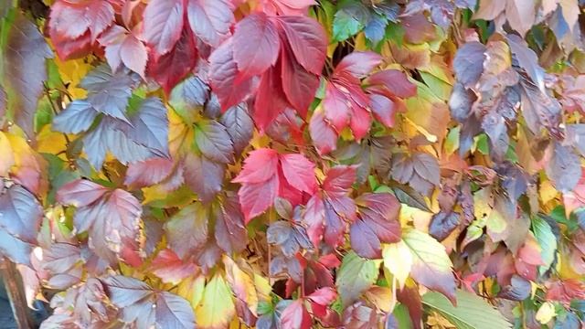 Краски бабьего лета 🍁🍂 и 
работа, работа, работа!🤗