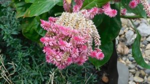 19=09=2025  кмр   (25)