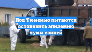 Под Тюменью пытаются остановить эпидемию чумы свиней