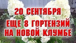 20 сентября. Еще 8 гортензий на новой клумбе