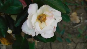 19=09=2025  кмр   (73)