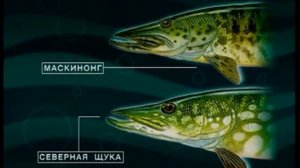 Как отличить Маскинонга (Muskellunge) — Esox masquinongy от Обыкновенной щуки (Pike) — Esox lucius ?