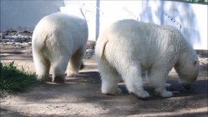 Медвежата плавали и рыбачили, но без меня 17.08.2025