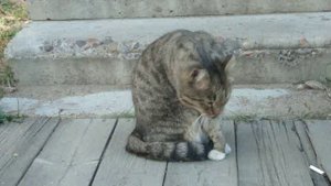 СЛУЖЕБНЫЙ КОТ