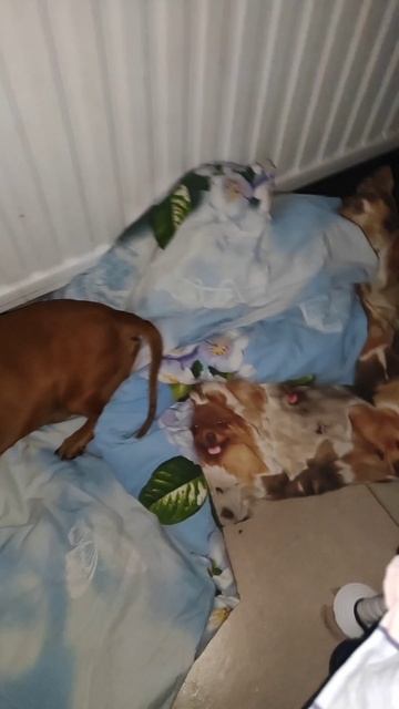 Зоогостиница Стерлитамак. Маршалл. передержка домашних животных