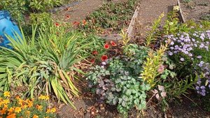 Готовлюсь к весне 26г, черенки колеусов.