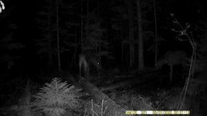 Сохатый с другом ночью на солонце для лося