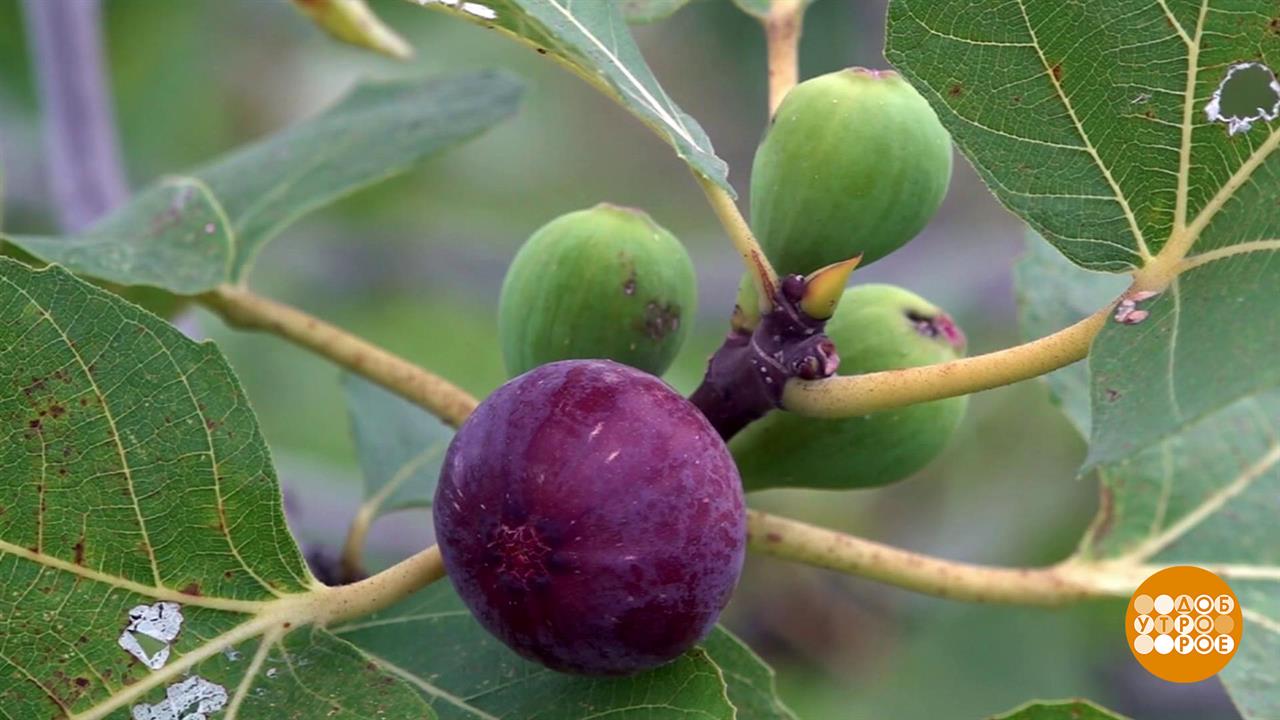 Инжир поспел! Доброе утро. Суббота. Фрагмент выпуска от 20.09.2025