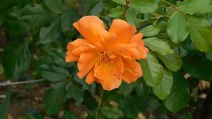 19=09=2025  кмр   (11)